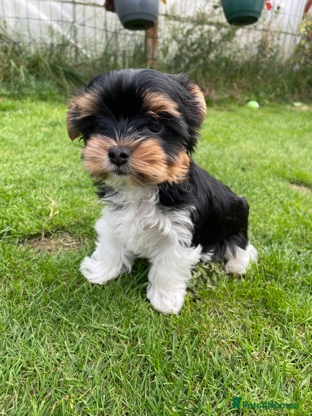 Yorkshire Terrier dogs for sale: York puppies for sale - Image 4