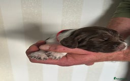 English Springer Spaniel dogs for sale: Gorgeous English Springer Spaniel Puppies - Advert 11