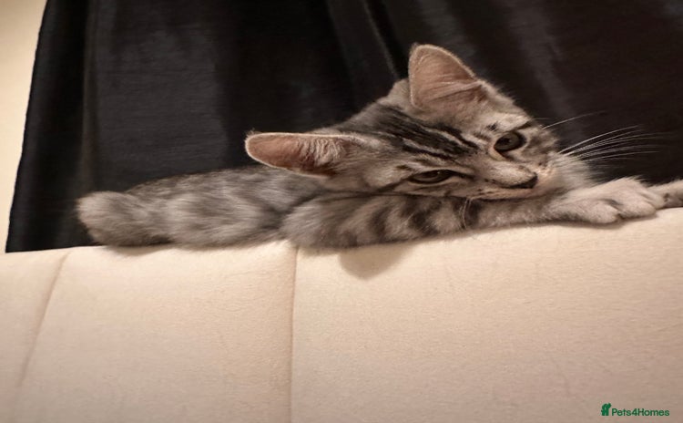 Maine Coon cats - Advert 2