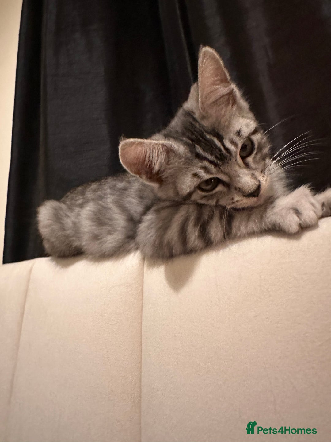 Maine Coon cats for sale: Bengal x Maine Coon kitten - Image 1