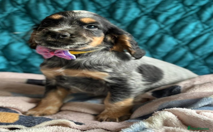Cocker Spaniel dogs - Advert 2