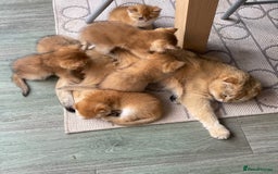 Scottish Fold cats for sale: SUMMER SALE LUXURY GOLDEN CHINCHILLA SCOTTISH FOLD - Image 12