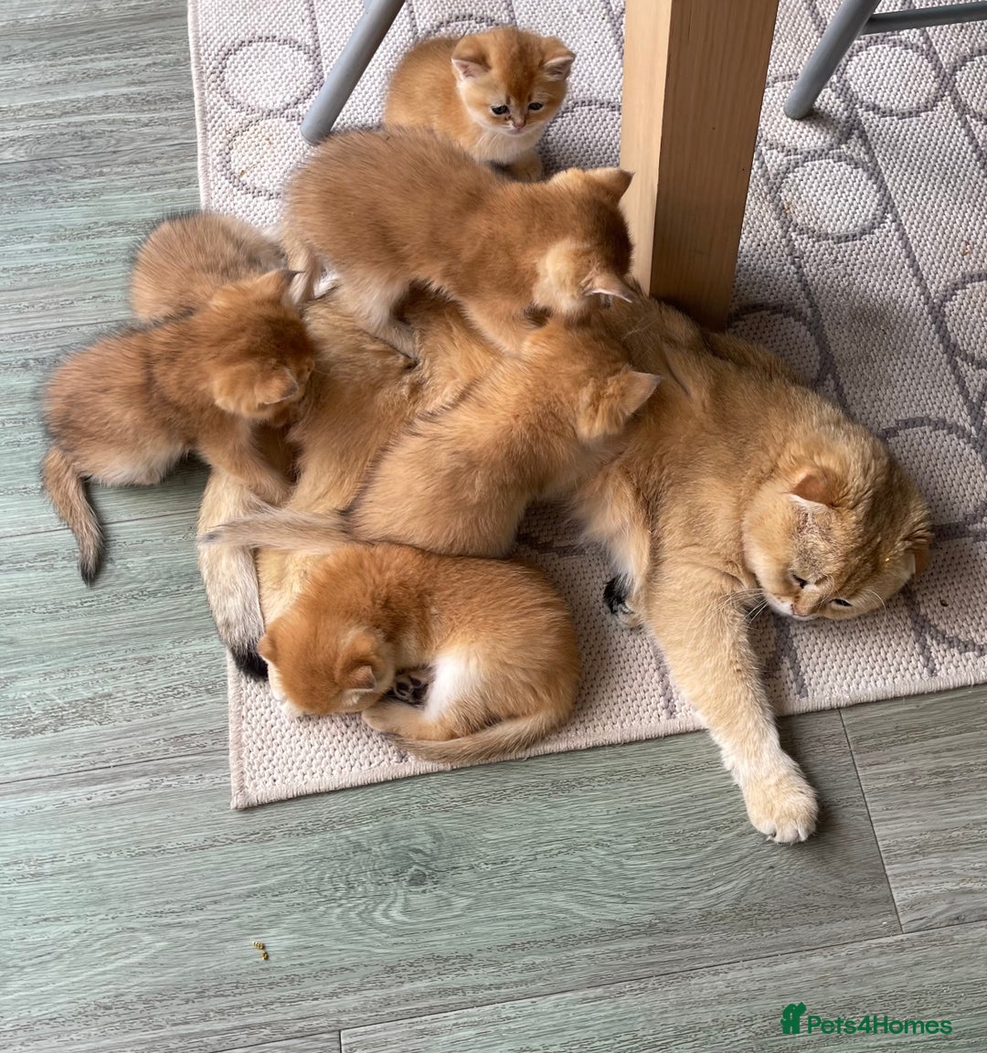 Scottish Fold cats for sale: SUMMER SALE LUXURY GOLDEN CHINCHILLA SCOTTISH FOLD - Image 12