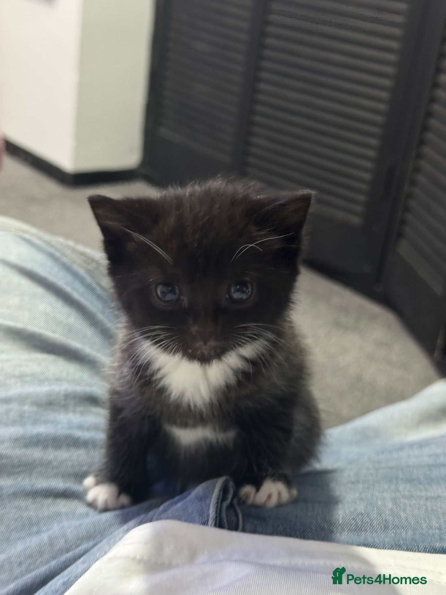 British Shorthair cats British short haired mix - Advert 1