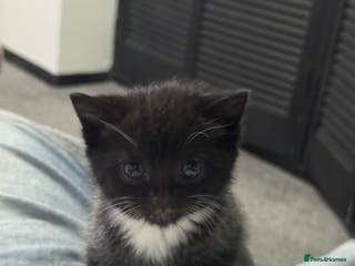 British Shorthair cats British short haired mix - Advert 4