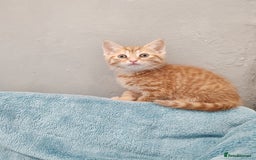 Mixed Breed cats for sale: BEAUTIFUL KITTENS VIDEOS - Image 9
