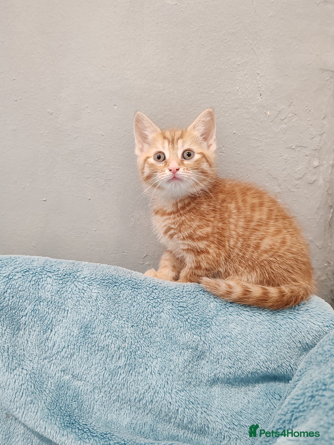 Mixed Breed cats for sale: BEAUTIFUL KITTENS VIDEOS - Image 9