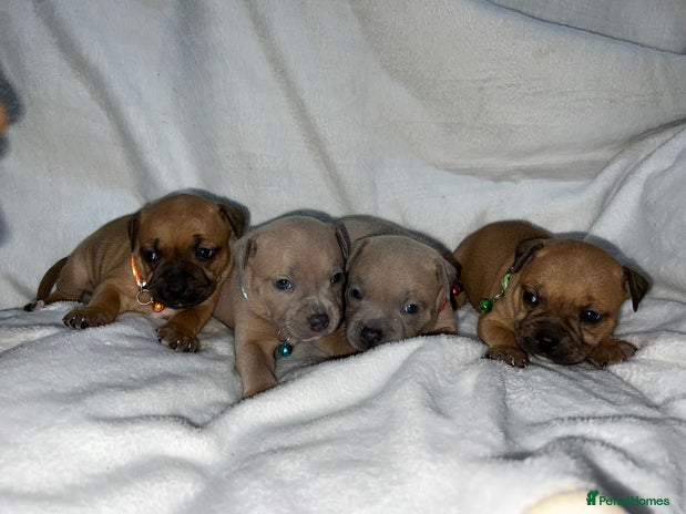 Staffordshire Bull Terrier dogs - Advert 10