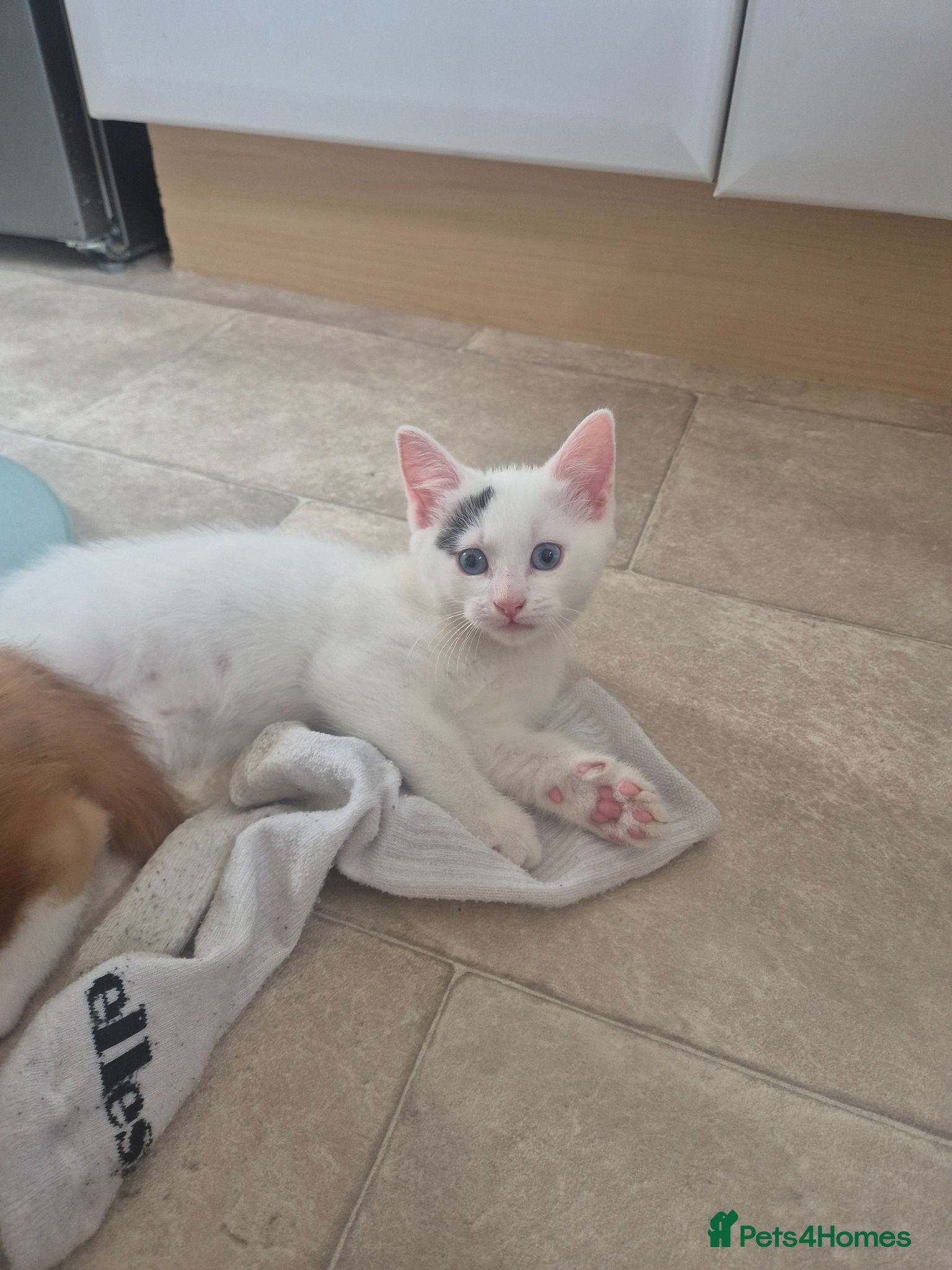 Mixed Breed cats Beautiful white male kitten - Advert 12