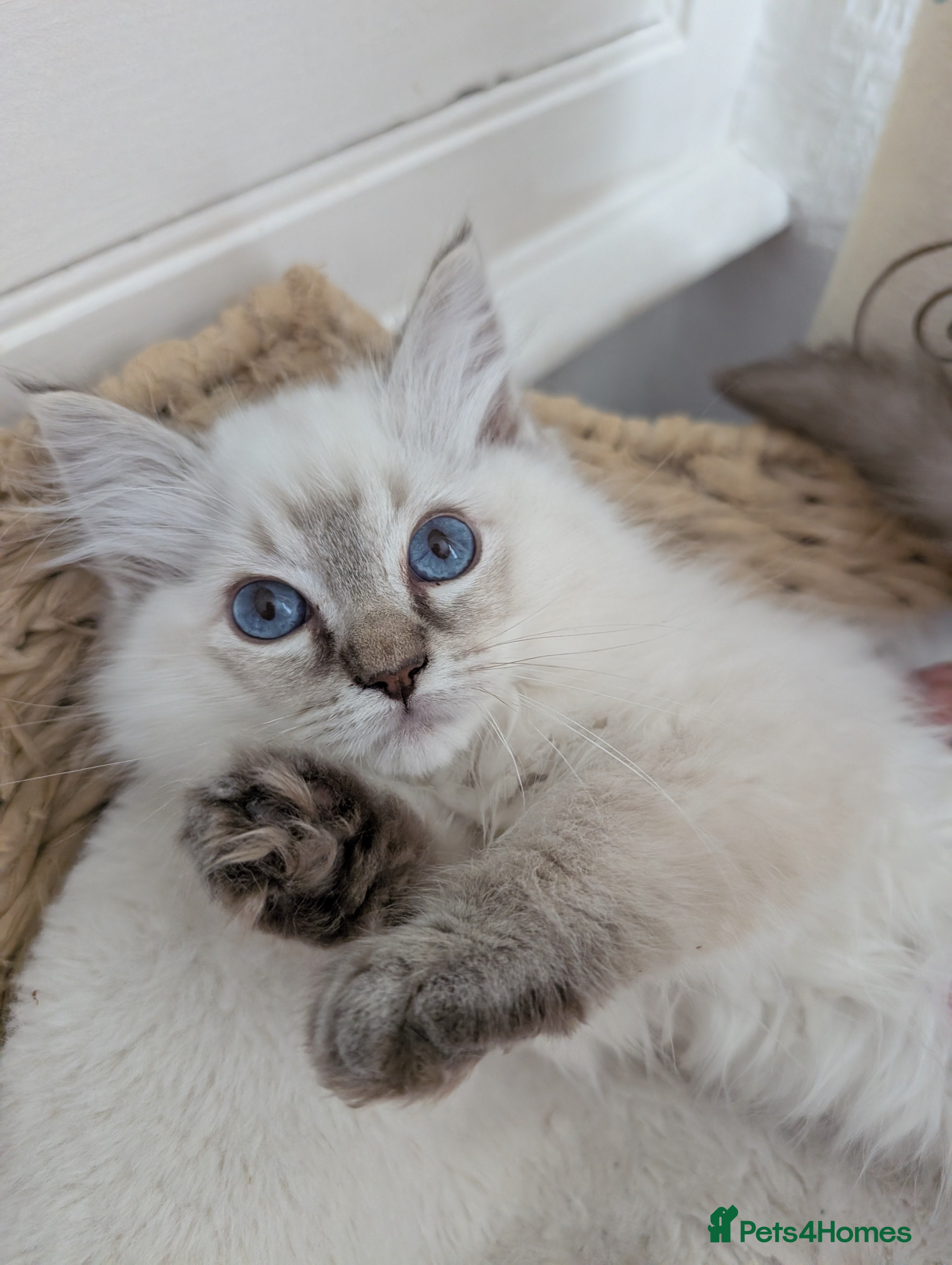 Ragdoll cats Meet little Tigger! GCCF pedigree Ragdoll Kitten  - Advert 9