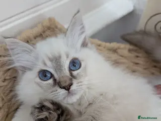 Ragdoll cats Meet little Tigger! GCCF pedigree Ragdoll Kitten - Advert 1