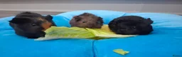 Guinea Pig rodents for sale: Marvelous males - Advert 8