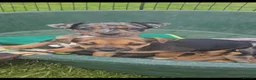 Jack Russell dogs for sale: JACK RUSSELL PUPPIES - Advert 16
