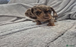 Miniature Dachshund dogs for sale: Kc dachshund babies ready next week - Image 20