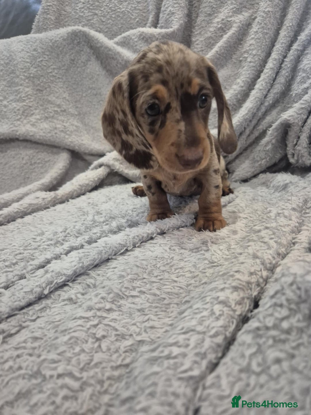 Miniature Dachshund dogs for sale: Kc dachshund babies ready next week - Image 20