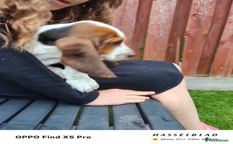 Basset Hound dogs - Advert 1