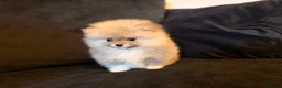 Pomeranian dogs for sale: Fluffy Sable Poms - Advert 5