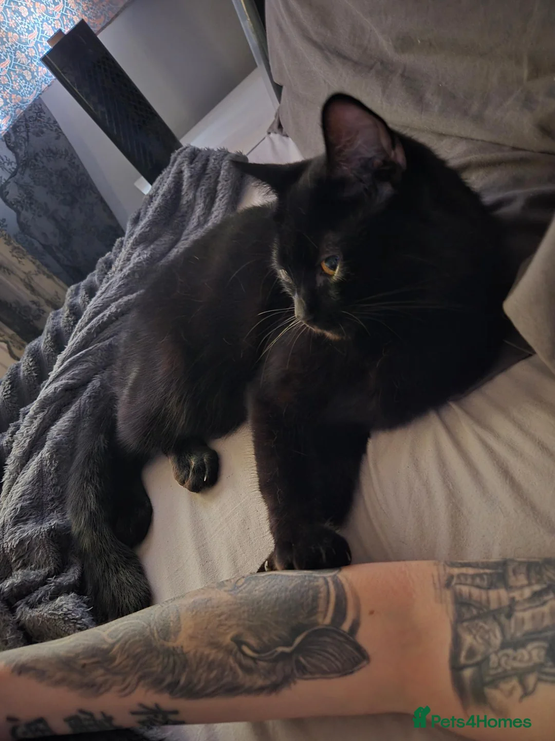 Mixed Breed cats for sale: Big beautiful boy looking for loving home  - Advert 1