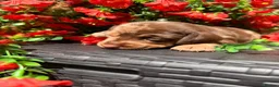 Miniature Dachshund dogs for sale: Long haired miniature dachshund  - Advert 16