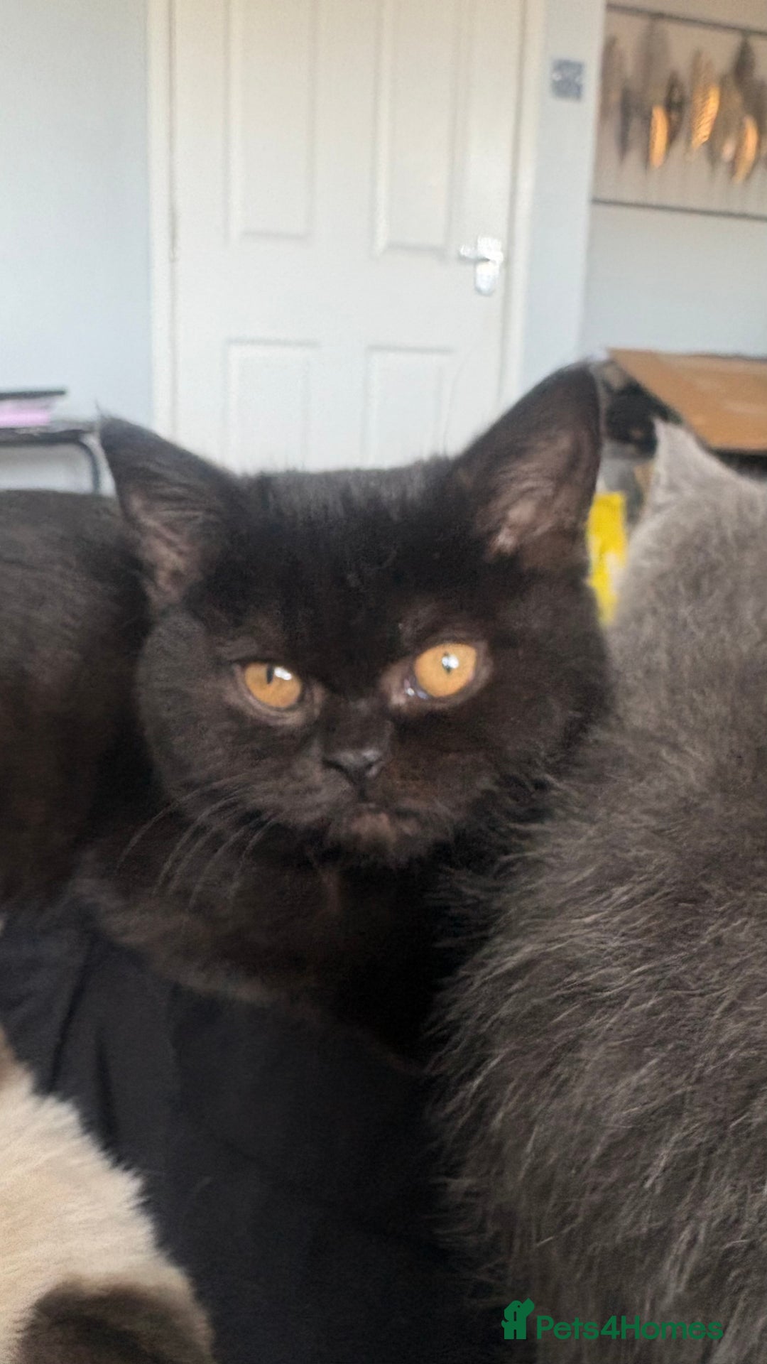 British Shorthair cats for sale: GCCF Registered 5 Generation British Shorthair - Advert 27