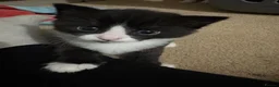 British Shorthair cats for sale: Black and white kittens  in Hitchin - Advert 2