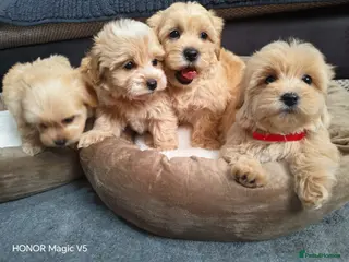Maltipoo dogs Miniature Maltipoo Puppies - Advert 9