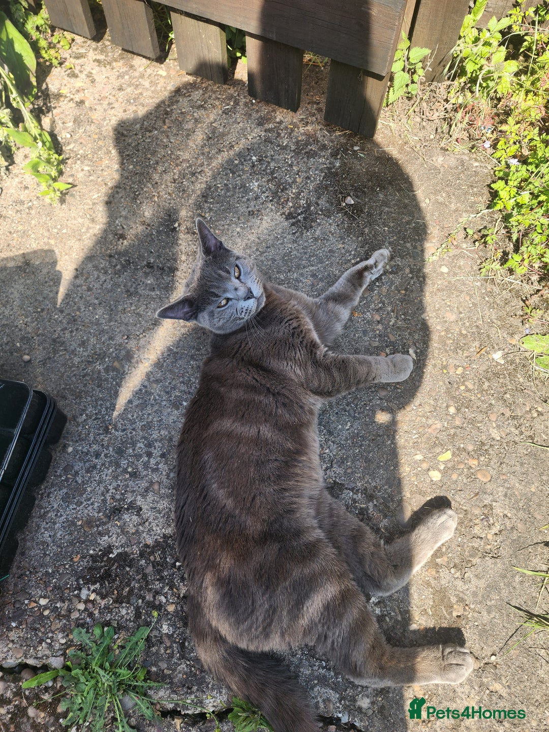 Mixed Breed cats for sale: British Shorthair mixed - Image 5