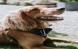 Cocker Spaniel dogs for sale: Stunning Golden Cocker Spaniel boys -health tested - Image 6