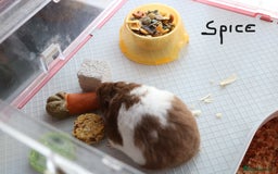 Hamster rodents for sale: Syrian Hamsters – various ages - Image 11