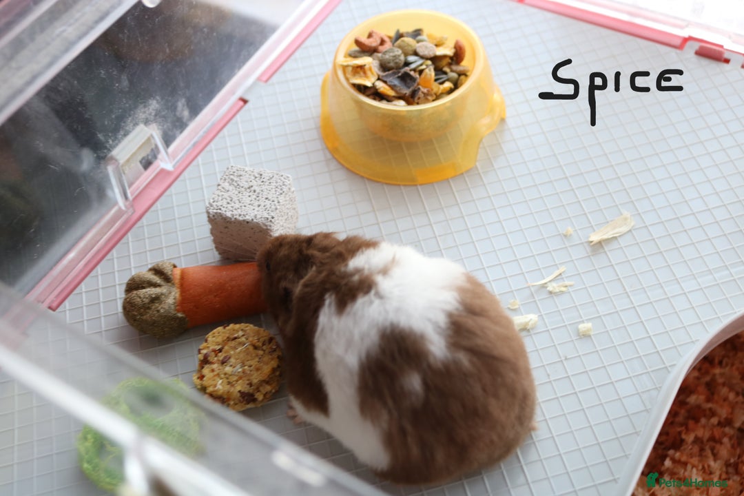Hamster rodents for sale: Syrian Hamsters – various ages - Image 11