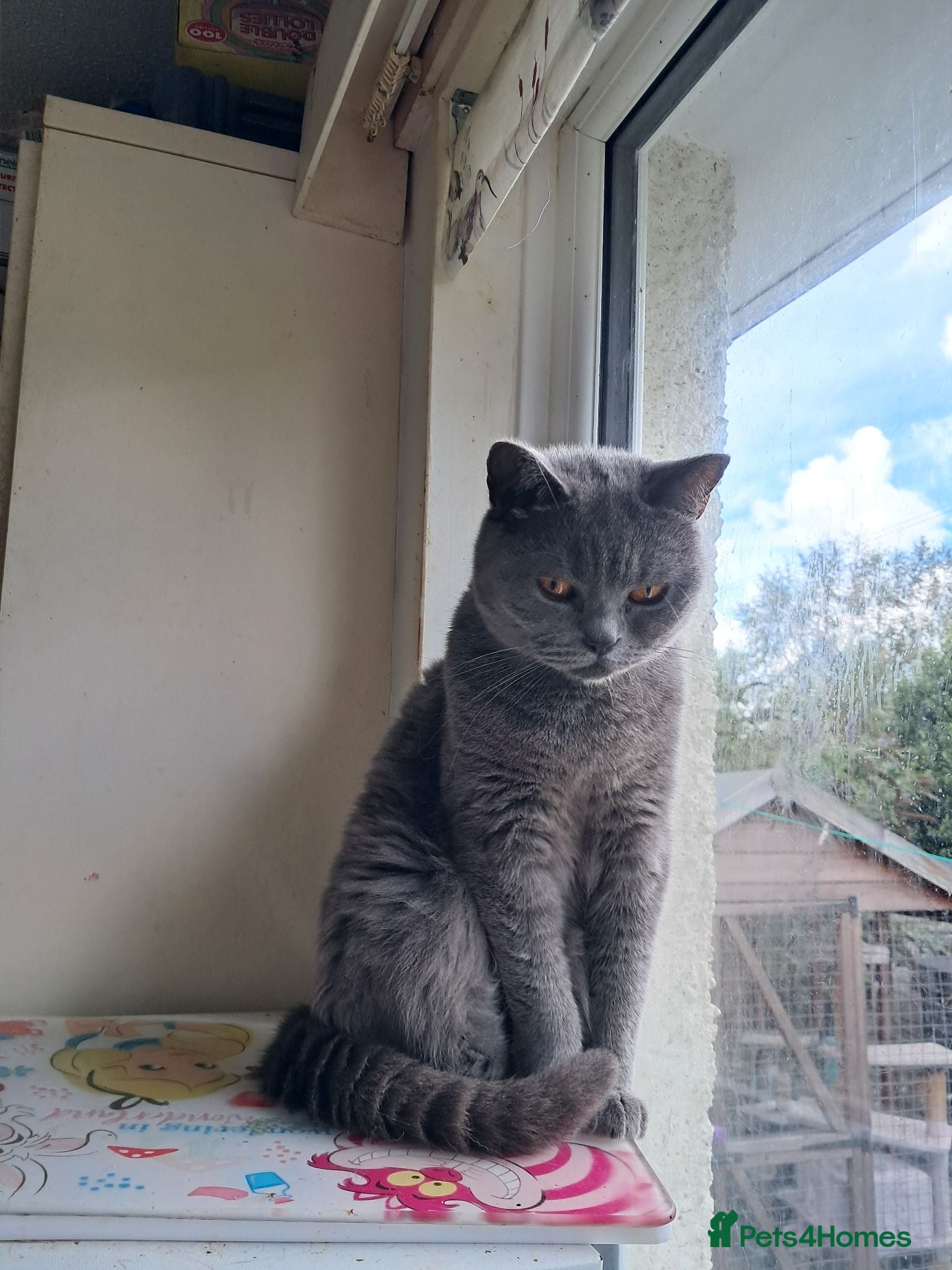 British Shorthair cats Blue british shorthair - Advert 2
