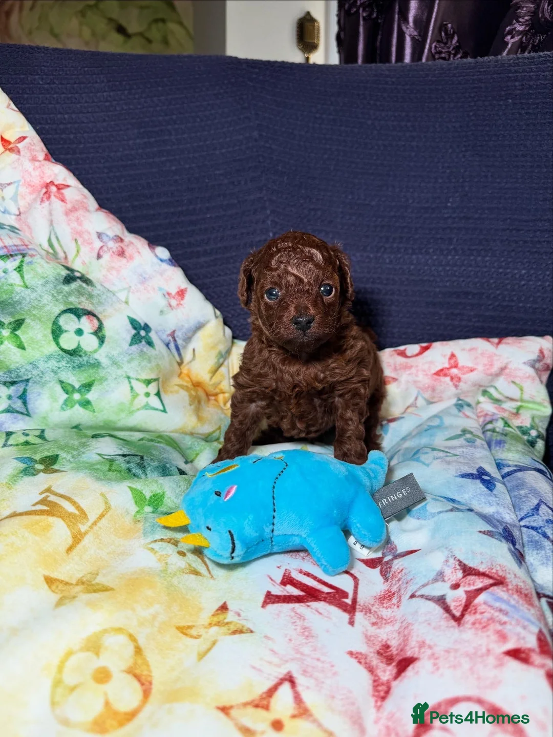 Toy Poodle dogs for sale: Asian micro poodle-you can join in to waiting list - Advert 5