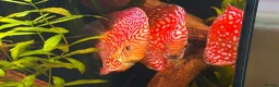 Discus fish for sale: Breeding pair of Checkerboard Pigeon Discus - Advert 6