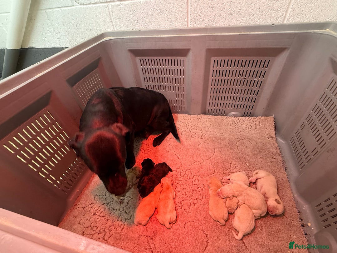 Labrador Retriever dogs for sale: KC Registered Labrador Puppies - Advert 7