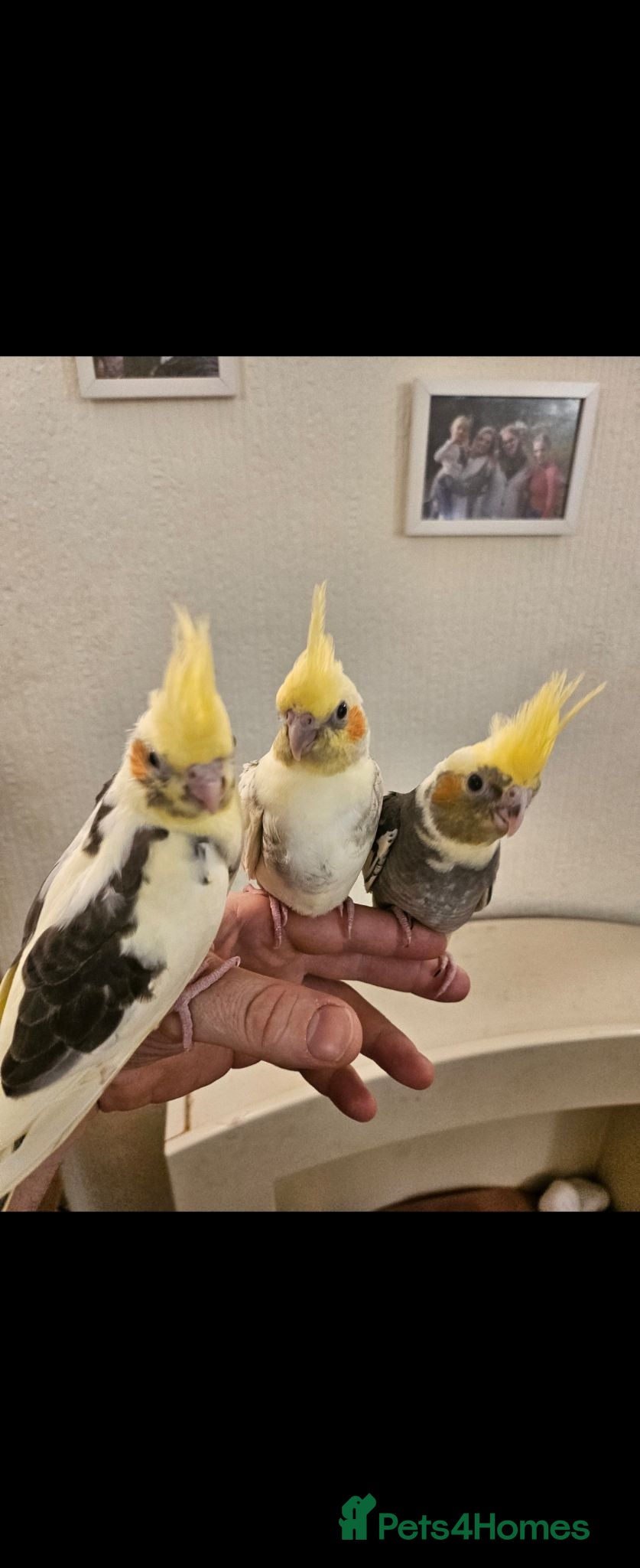 Cockatiels birds Cockatiel chicks hand tame  - Advert 1