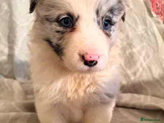 Border Collie dogs HEALTH TESTED CLEAR PARENTS BORDER COLLIE PUPS - Advert 5