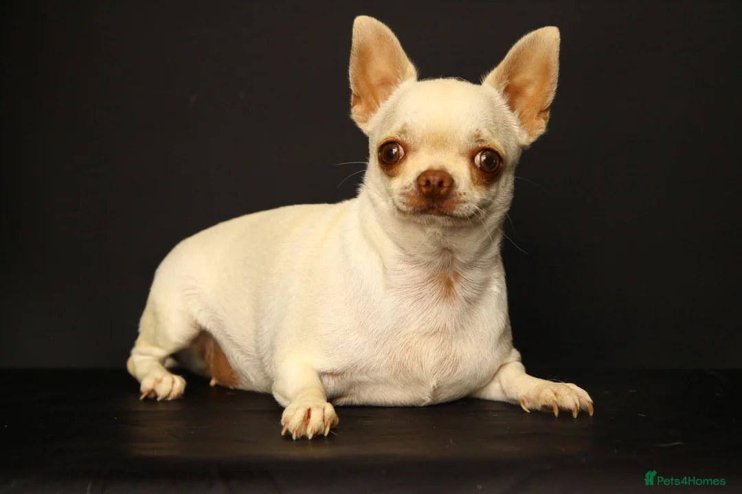 Chihuahua dogs for sale: Chihuahua girls, apple heads and short faces  - Advert 21