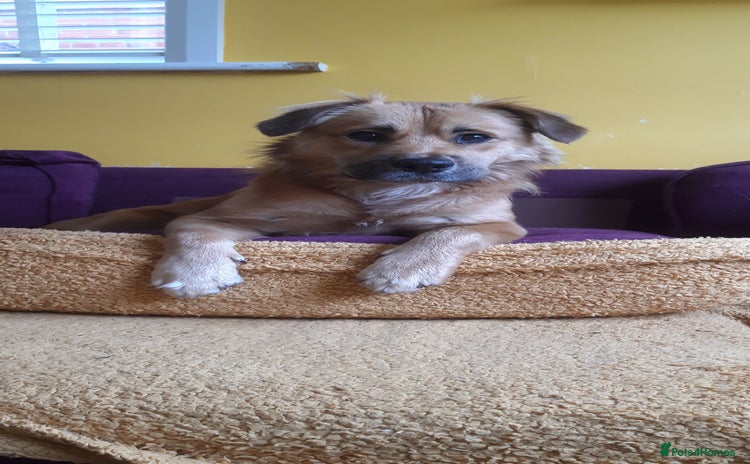 Mixed Breed dogs - Advert 14