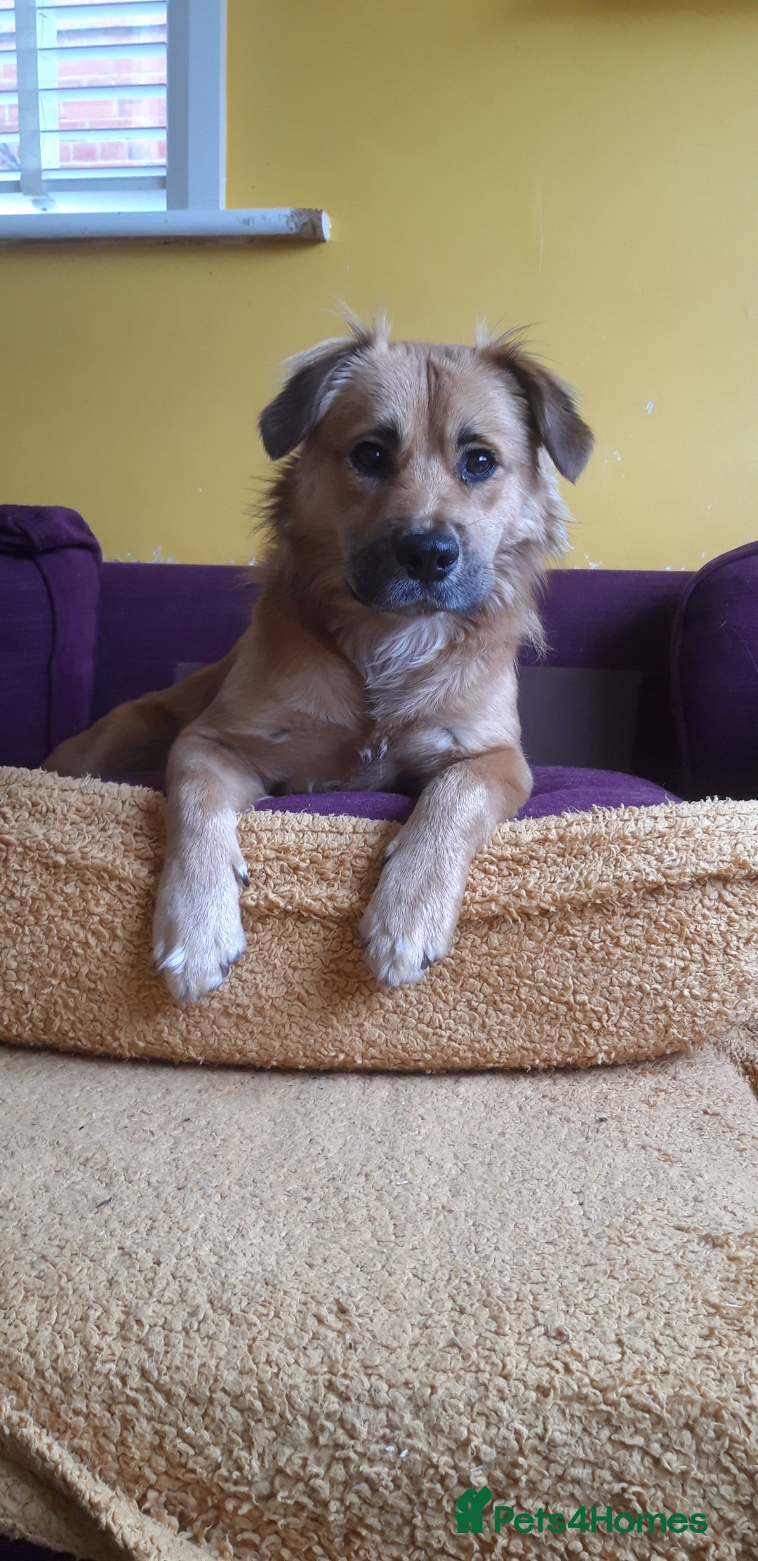 Mixed Breed dogs for sale: Queen of Heavens - Image 1