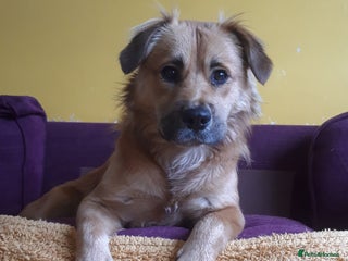 Mixed Breed dogs - Advert 25