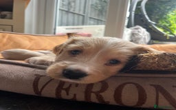 Mixed Breed dogs for sale: Beautiful Golden Cockapoo Retrieve puppies - Image 10