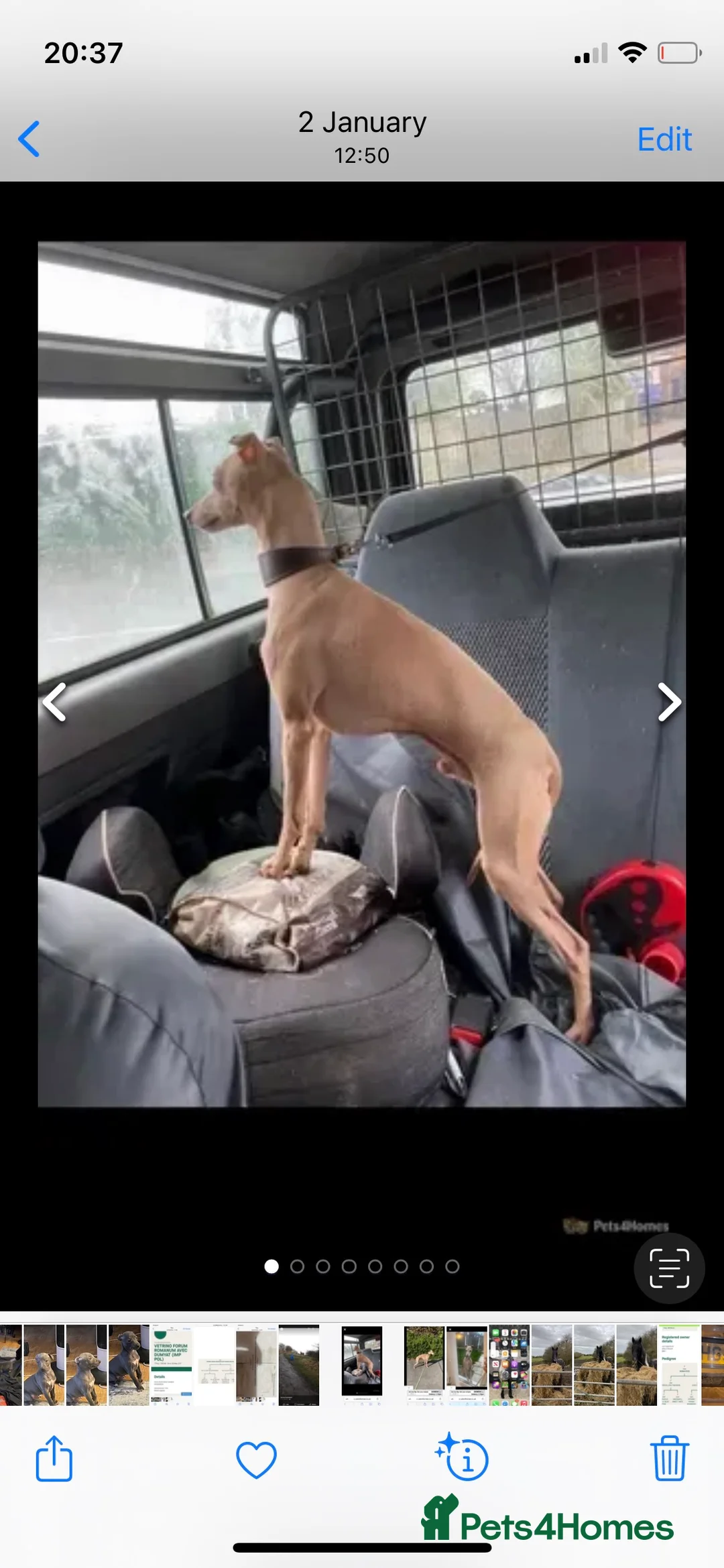 Italian Greyhound dogs for stud: Polish proven stud  in Stoke-on-Trent - Advert 6