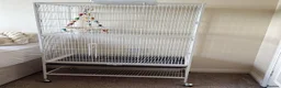 Budgerigars birds for sale: 3 male budgies with cage & toys - Advert 4