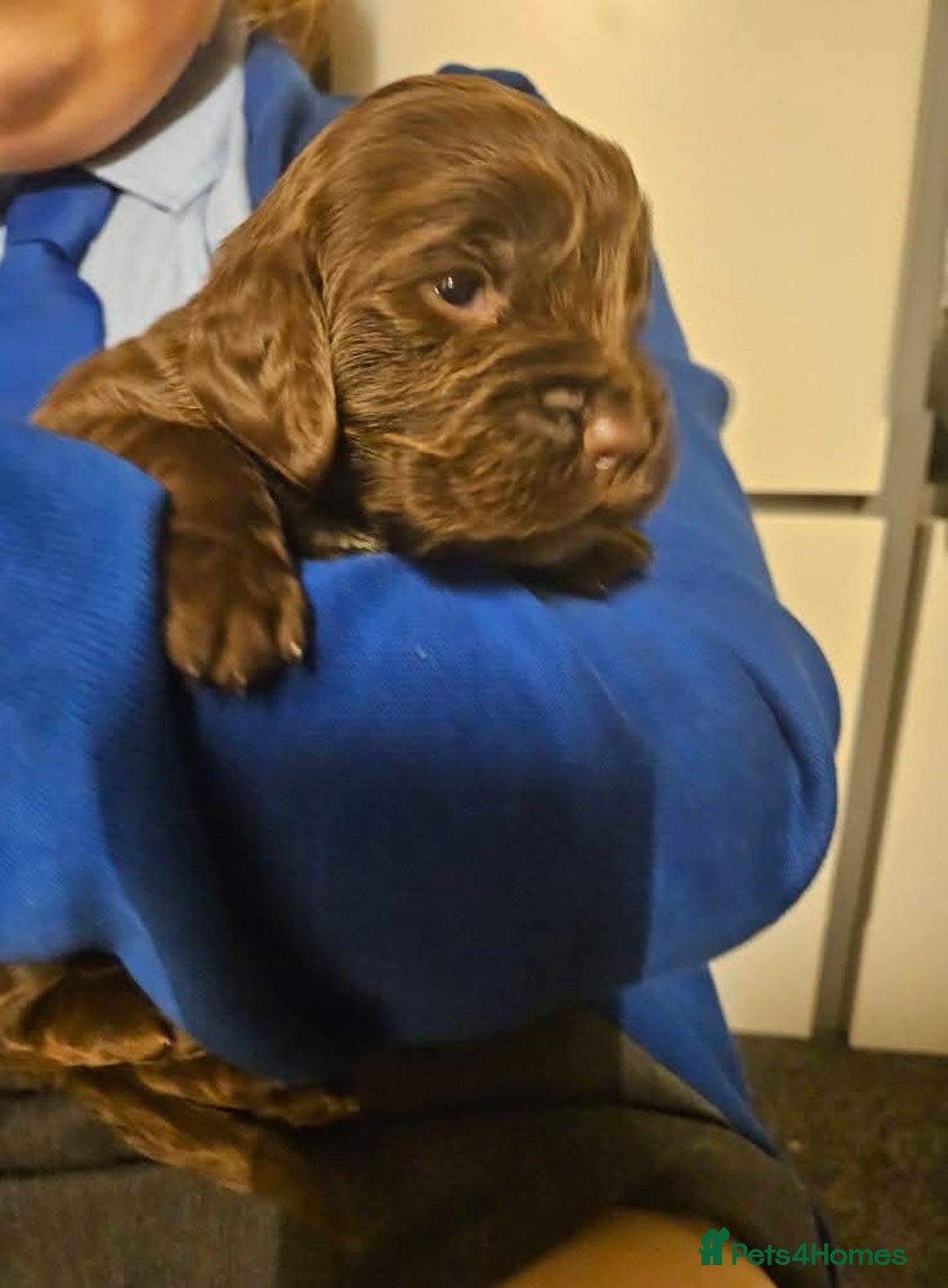 Cocker Spaniel dogs for sale: Cocker spaniel puppies - Advert 4