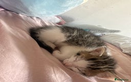 Mixed Breed cats for sale: Kittens for sale  - Image 8