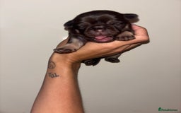 Pug dogs for sale: Beautiful kc registered Pug puppies - Image 18