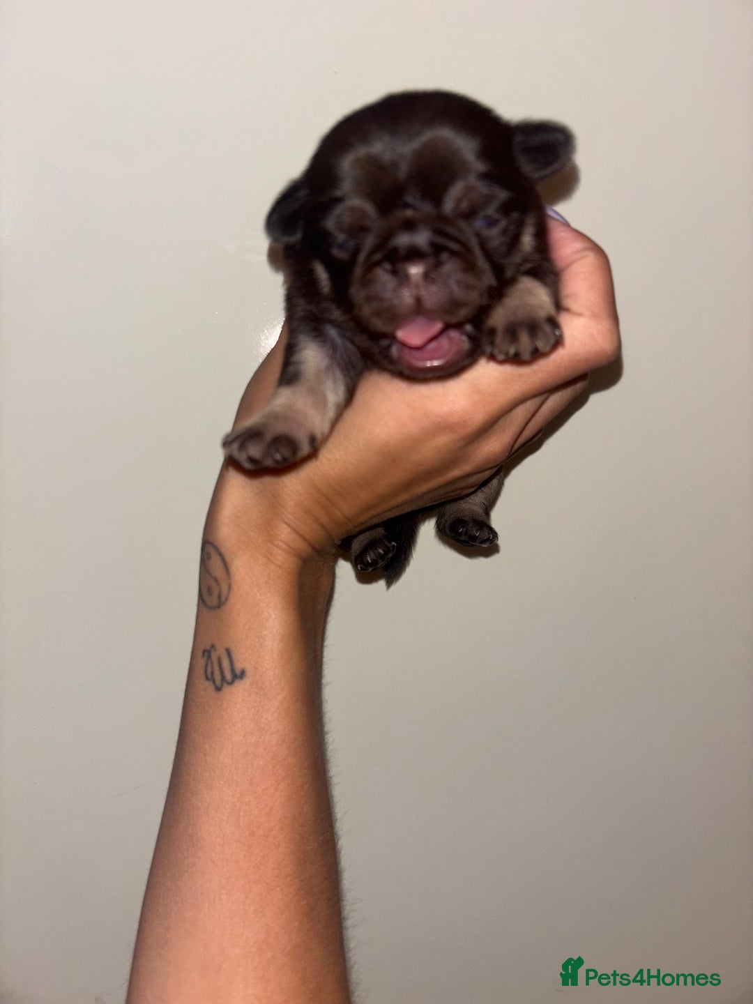 Pug dogs for sale: Beautiful kc registered Pug puppies - Image 18