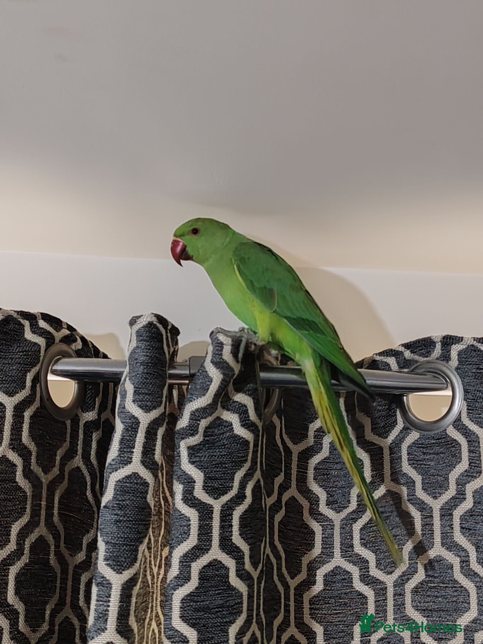 Mixed Breed birds Indian Ringneck Parakeets  - Advert 4