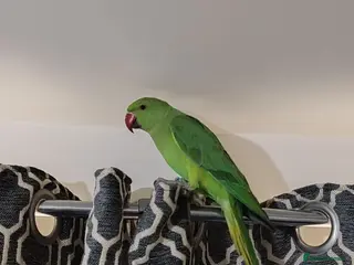 Mixed Breed birds Indian Ringneck Parakeets - Advert 4