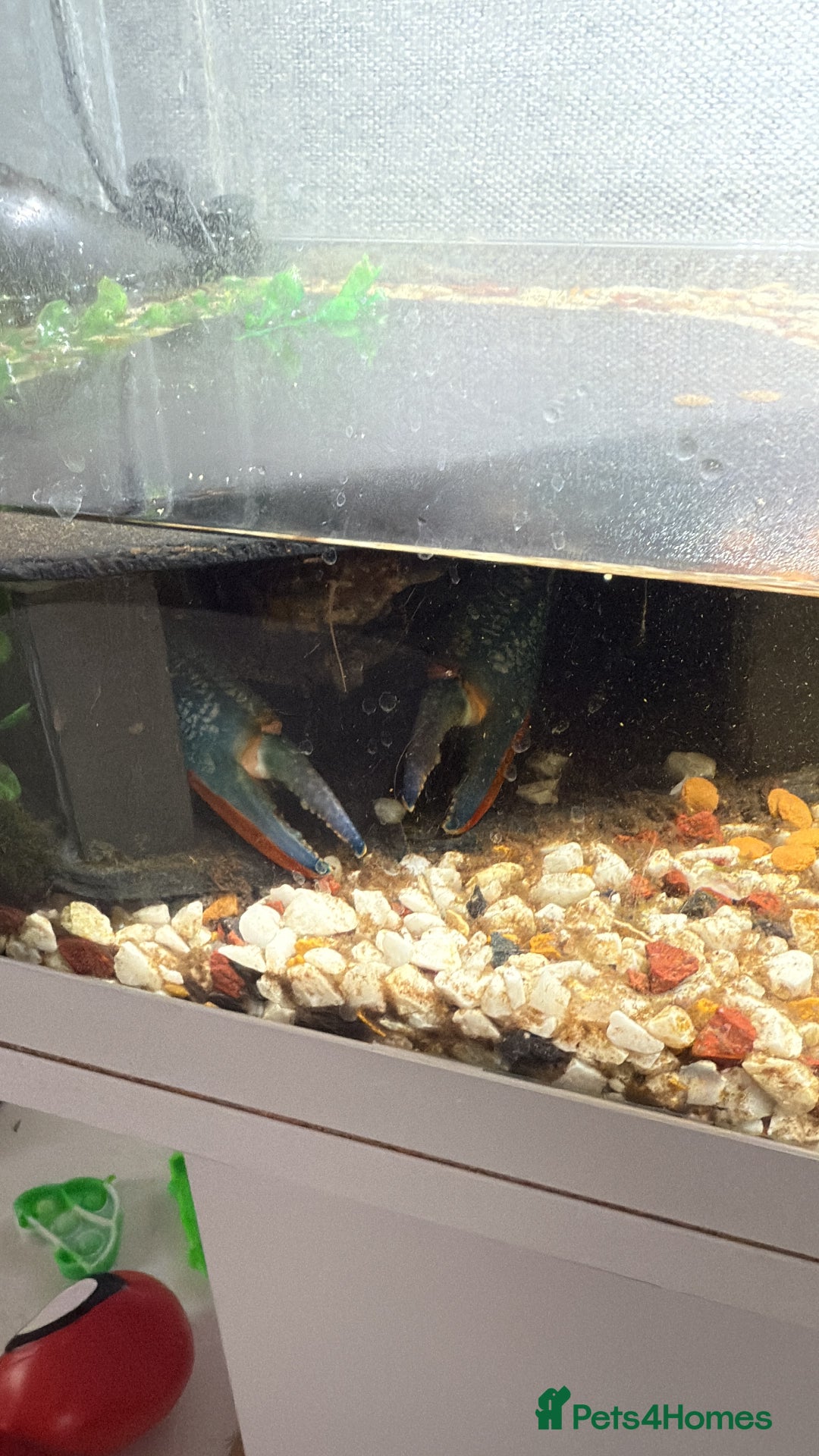 Lobsters fish for sale: Red claw lobster  - Advert 3